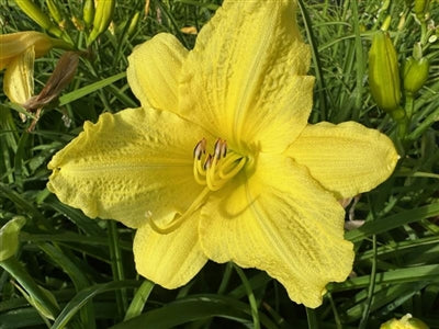 Hemerocallis Going Bananas Daylily Image Credit: Millgrove Perennials