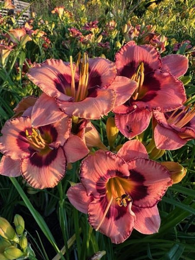 Hemerocallis Hungry Eyes Daylily Image Credit: Millgrove Perennials