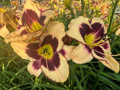 Hemerocallis Inkheart Daylily Image Credit: Millgrove Perennials