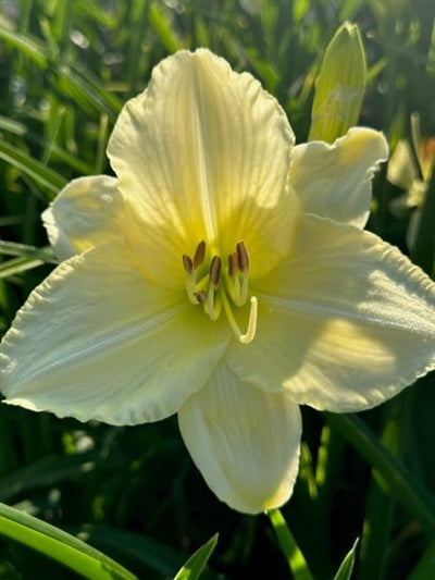 Hemerocallis Joan Senior Daylily Image Credit: Millgrove Perennials