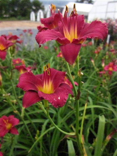 Hemerocallis Pardon Me Daylily Image Credit: Millgrove Perennials