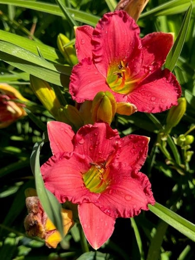 Hemerocallis Passionate Returns Daylily Image Credit: Millgrove Perennials