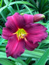 Hemerocallis Ruby Stella Daylily Image Credit: Millgrove Perennials