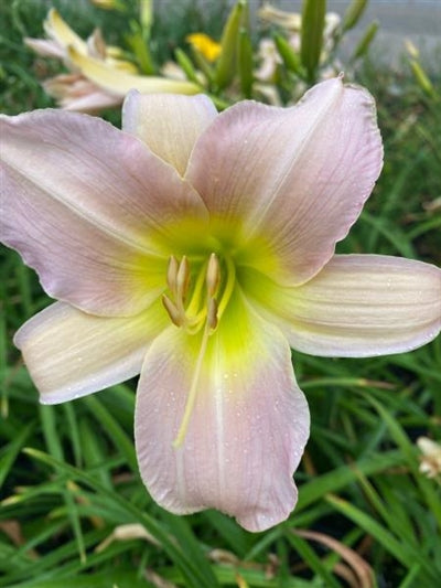 Hemerocallis Catherine Woodbury Daylily Image Credit: Millgrove Perennials