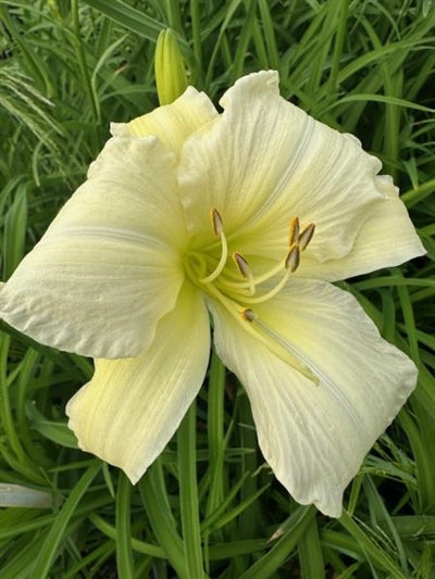 Hemerocallis Gentle Shepherd Daylily Image Credit: Millgrove Perennials