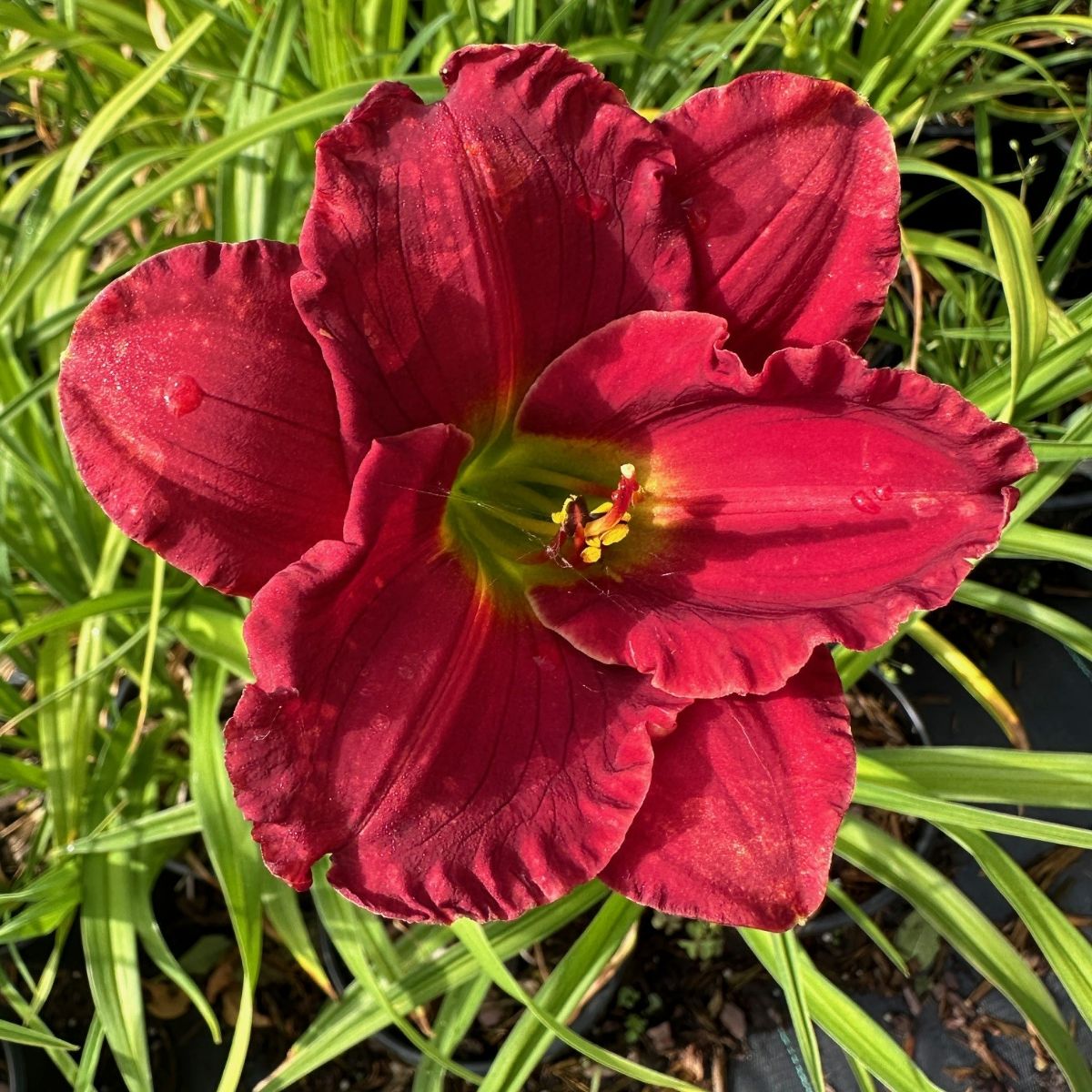 Hemerocallis hybrid Chicago Apache Daylily Image Credit: Millgrove Perennials