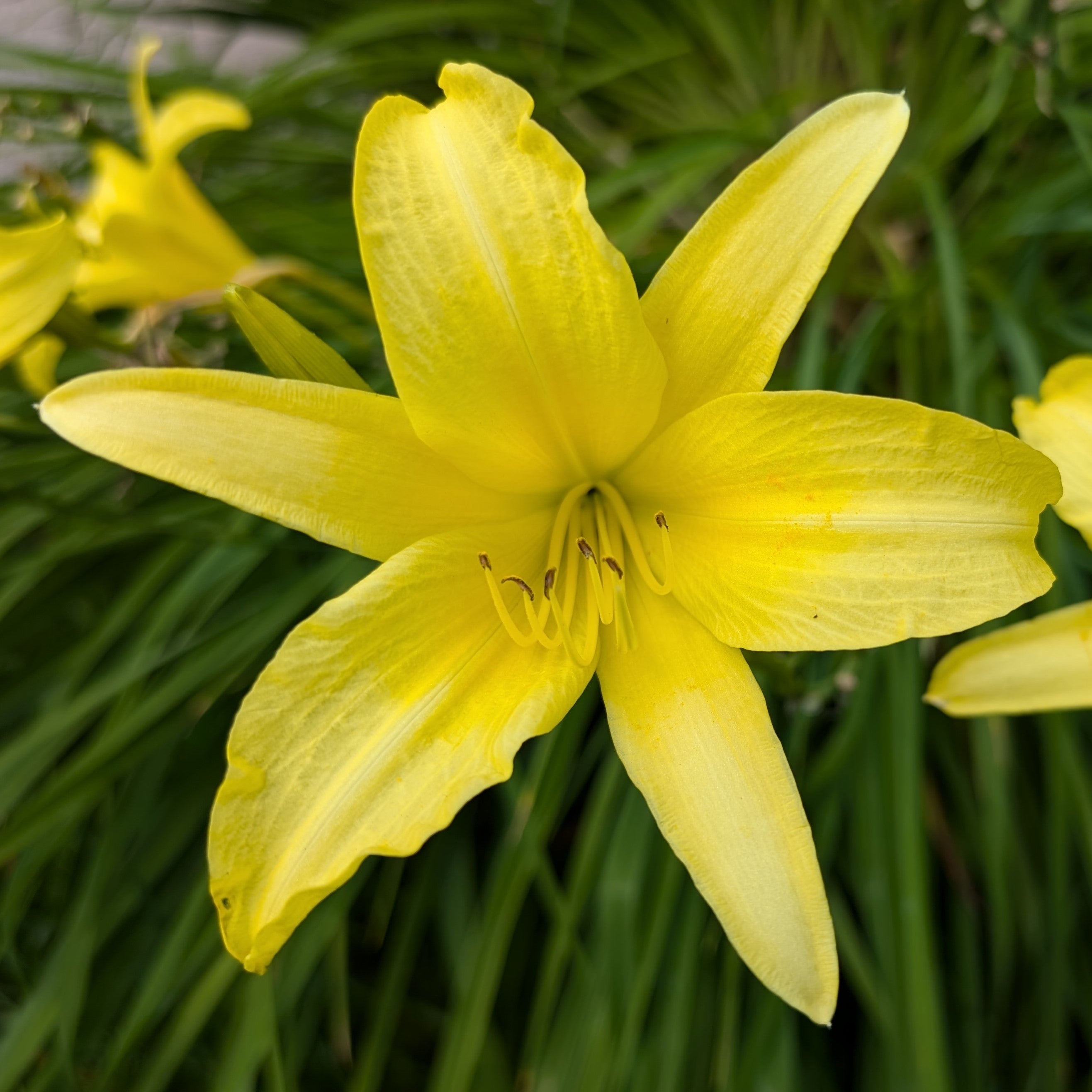 Hemerocallis hybrid Hyperion Daylily Image Credit: Chaz Morenz 20240717