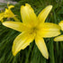 Hemerocallis hybrid Hyperion Daylily Image Credit: Chaz Morenz 20240717