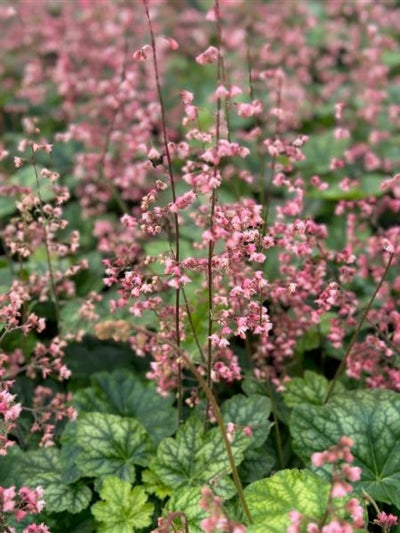 Heuchera Berry Timeless Coral Bells Image Credit: Millgrove Perennials