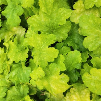 Heuchera Lemon Supreme Coral Bells Image Credit: Millgrove Perennials