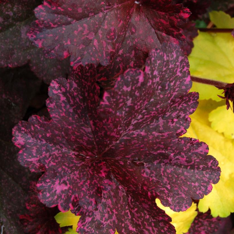 Heuchera Midnight Rose Coral Bells