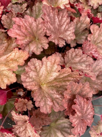 Heuchera Peachberry Ice PW Coral Bells Image Credit: Millgrove Perennials