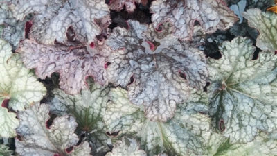 Heuchera Plum Pudding Coral Bells Image Credit: Millgrove Perennials