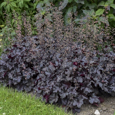Heuchera Black Pearl PW Coral Bells image credit: Walters Gardens