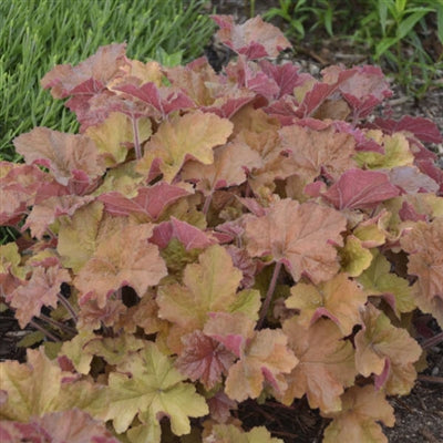 Heuchera Caramel Coral Bells image credit: Walters Gardens