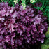 Heuchera Forever Purple Coral Bells image credit: Terra Nova Nurseries