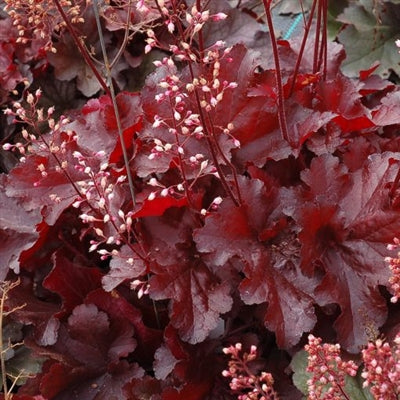 Heuchera Forever Red Coral Bells image credit: Terra Nova