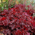 Heuchera Forever Red Coral Bells image credit: Terra Nova
