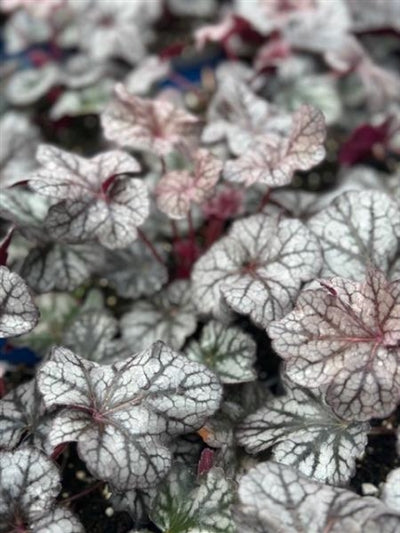 Heuchera Spice Curls BE Coral Bells image credit: Millgrove Perennials