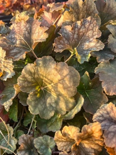 Heuchera americana Coral Bells image credit: Prairie Moon Nursery