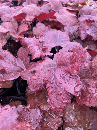 Heuchera Fire Alarm Coral Bells Image Credit: Millgrove Perennials