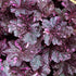 Heuchera Midnight Rose Coral Bells Image Credit: Terra Nova