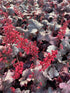 Heuchera hybrid Silver Gumdrop PW Coral Bells image credit Millgrove Perennials