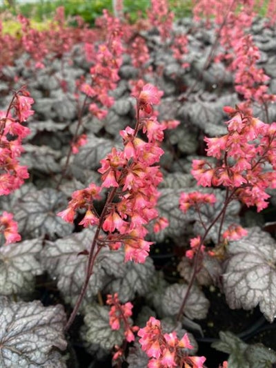 Heuchera Timeless Treasure Coral Bells Image Credit: Millgrove Perennials