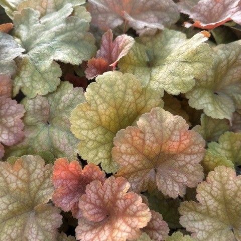 Heuchera Toffee Tart PW Coral Bells Image Credit: Millgrove Perennials