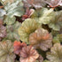 Heuchera Toffee Tart PW Coral Bells Image Credit: Millgrove Perennials
