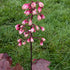 Heuchera hybrid Fire Chief Coral Bells Flower Image: Credit Chaz Morenz 20240717