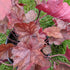 Heuchera hybrid Fire Chief Coral Bells Image Credit: Chaz Morenz 20240717