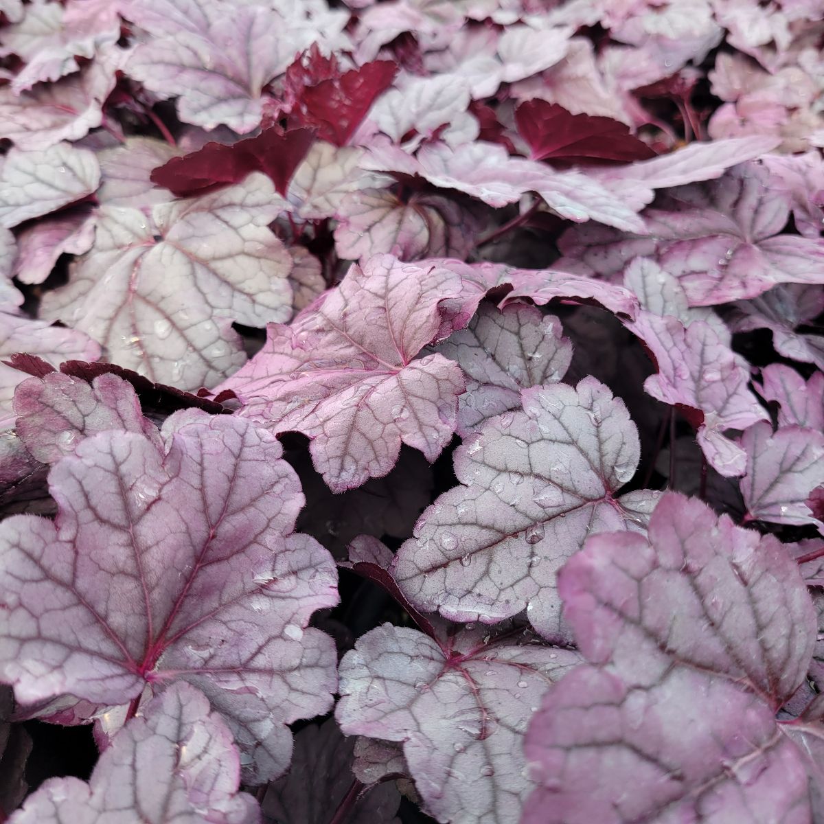 Heuchera hybrid Pink Panther Coral Bells Image Credit: Millgrove Perennials