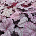Heuchera hybrid Pink Panther Coral Bells Image Credit: Millgrove Perennials