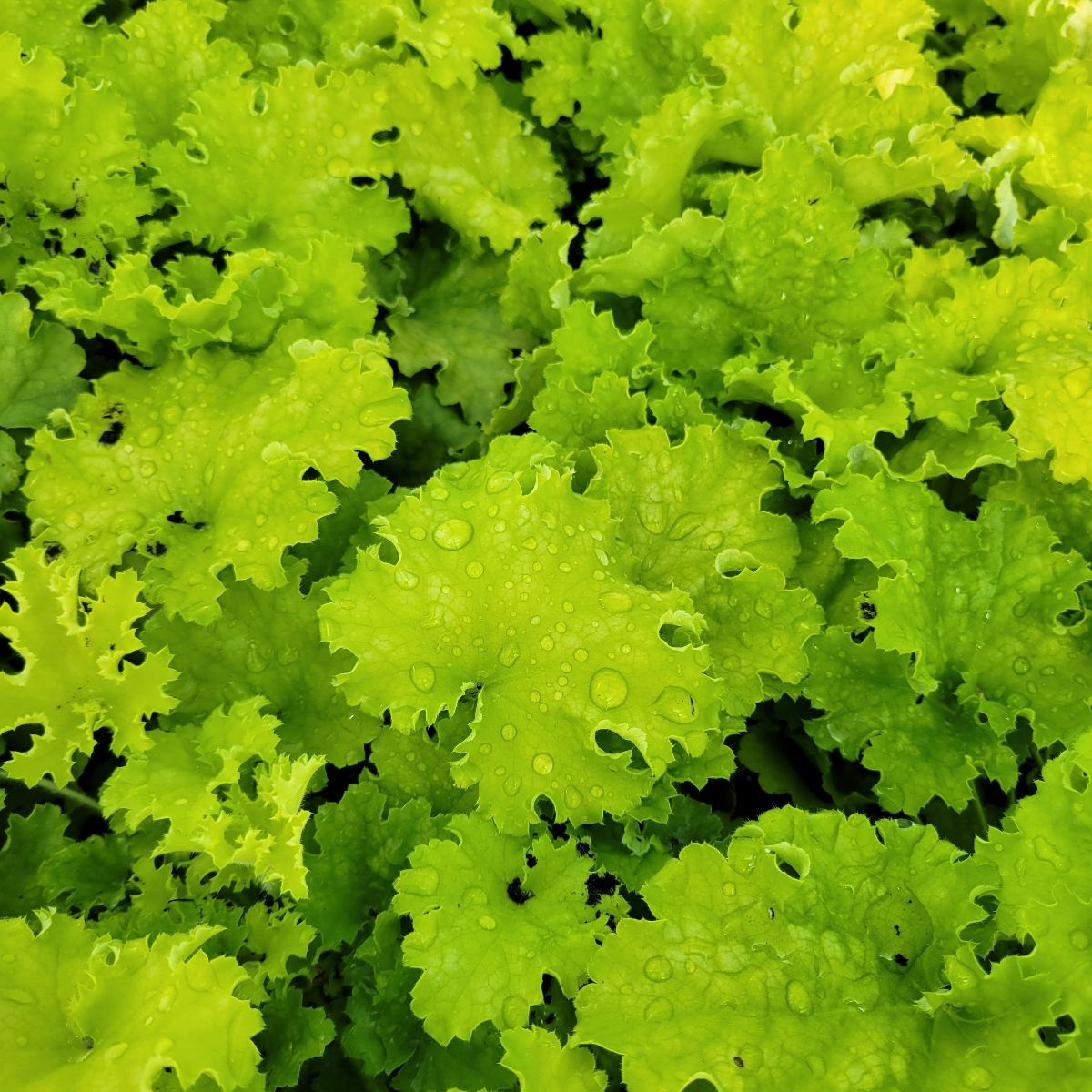 Heuchera hybrid Twist of Lime Coral Bells Image Credit: Millgrove Perennials