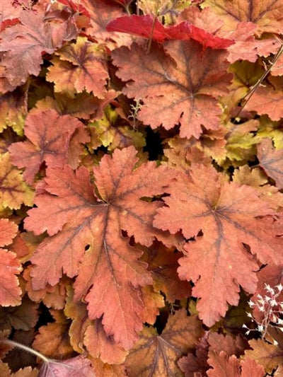 Heucherella Copper King Foamy Bells Image Credit: Millgrove Perennials