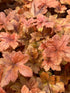 Heucherella hybrid Fun and Games Hopscotch PW Foamy Bells 2 Image Credit: Millgrove Perennials