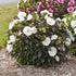 Hibiscus Cookies & Cream PW Rose Mallow image credit: Walters Gardens