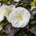 Hibiscus Cookies & Cream PW Rose Mallow image credit: Walters Gardens