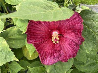 Hibiscus Honeymoon Deep Red Rose Mallow image credit: Millgrove Perennials