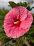 Hibiscus Edge of Night PW Rose Mallow Image Credit: Millgrove Perennials