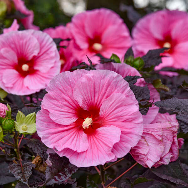 Hibiscus Edge of Night PW Rose Mallow Image Credit : Walters Gardens