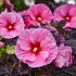 Hibiscus Edge of Night PW Rose Mallow Image Credit : Walters Gardens