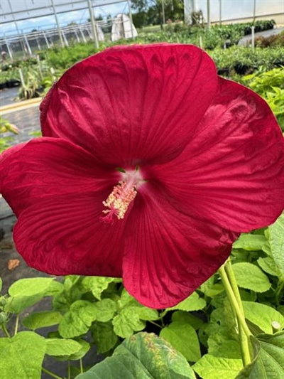 Hibiscus Honeymoon Deep Red Rose Mallow 2 Image Credit: Millgrove Perennials