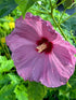 Hibiscus Lilac Crush PW Rose Mallow Image Credit: Millgrove Perennials