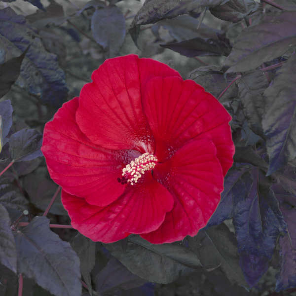 Hibiscus Midnight Marvel PW Rose Mallow Image Credit: Walters Gardens, Inc.