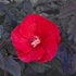 Hibiscus Midnight Marvel PW Rose Mallow Image Credit: Walters Gardens, Inc.