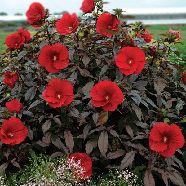 Hibiscus Midnight Marvel PW Rose Mallow Image Credit: Walters Gardens, Inc.