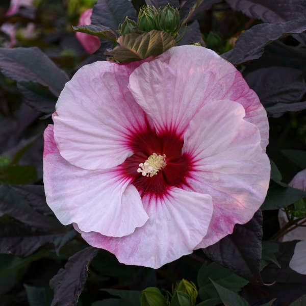 Hibiscus Perfect Storm PW Rose Mallow Image Credit: Walters Gardens,Inc.