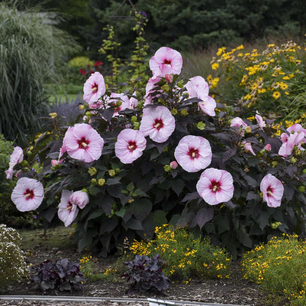 Hibiscus Perfect Storm PW Rose Mallow Image Credit: Walters Gardens,Inc.